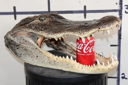 *New* Big ALLIGATOR Head