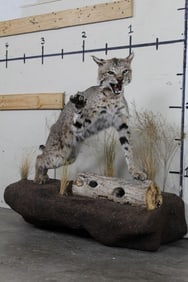 Life-sized BOBCAT on a Decorative Wall Hanging Base