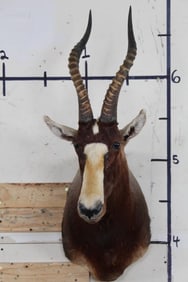 Big BLESBOK Shoulder Mount