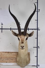 GRANT'S GAZELLE Shoulder Mount