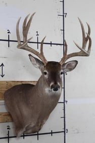 10-Point WHITETAIL DEER Wall Pedestal Mount
