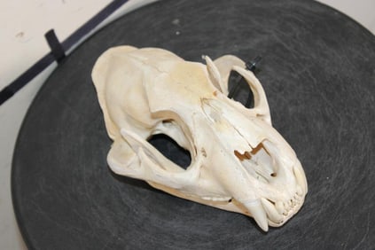 *TEXAS RESIDENTS ONLY* Male LEOPARD Skull