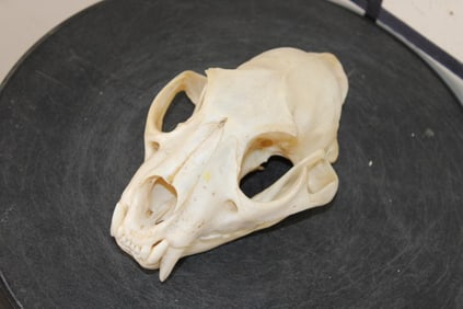 *TEXAS RESIDENTS ONLY* Female LEOPARD Skull