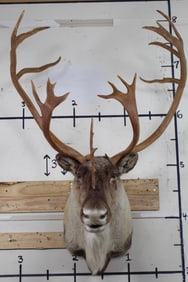 CARIBOU Shoulder Mount