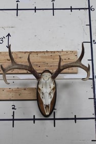 8-Point WHITETAIL DEER Skull