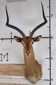Big IMPALA Shoulder Mount