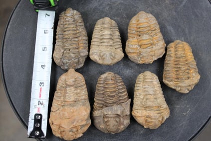 7 TRILOBITE Fossils From Morocco (ONE$)
