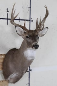 Left Side Dominant WHITE TAIL DEER Shoulder Mount with 5 Brow Tines!