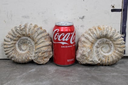 2 AMMONITE Fossils From Madagascar (ONE$)