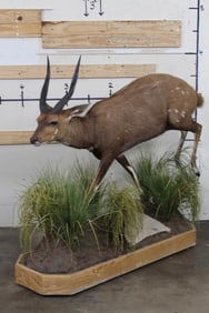 Life-sized BUSHBUCK on a Decorative Base with Wheels