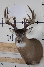 14-Point WHITETAIL DEER Shoulder Mount