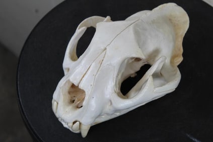 XL MOUNTAIN LION/COUGAR Skull