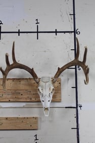 11-Point WHITETAIL DEER Skull