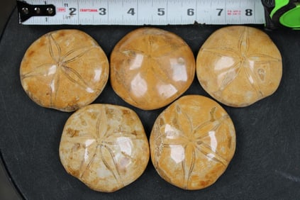 5 SEA URCHIN Fossils (ONE$)