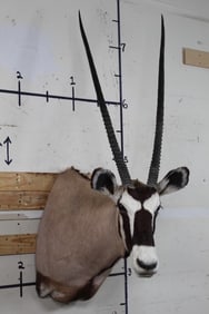 GEMSBOK Shoulder Mount