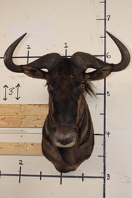 Big BLUE WILDEBEEST Shoulder Mount