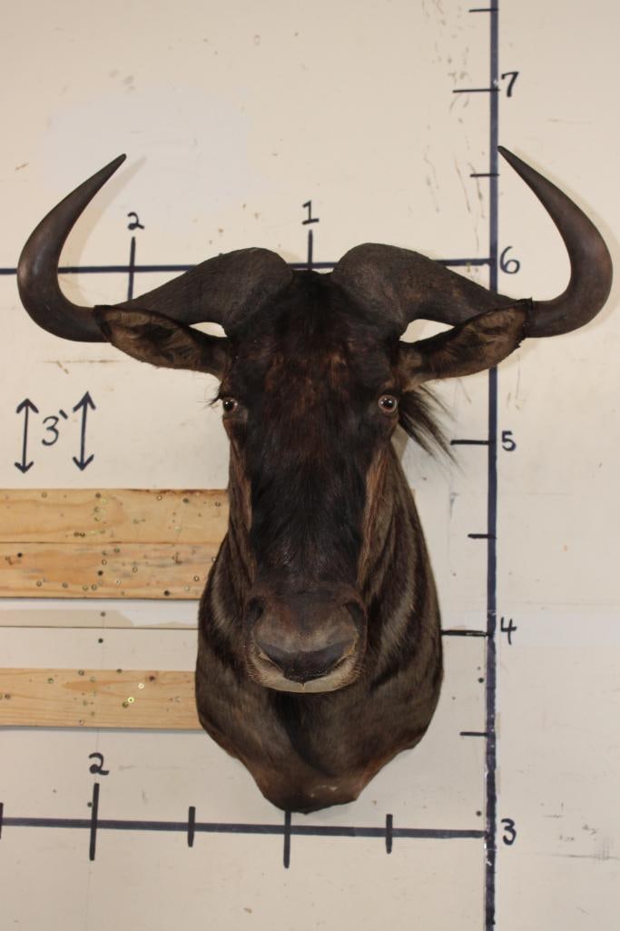 Big BLUE WILDEBEEST Shoulder Mount (1 of 10)