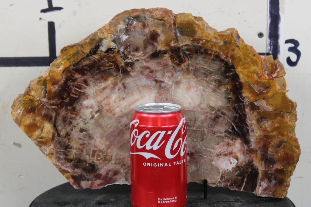 Arizona Rainbow Agatized PETRIFIED WOOD Slice (1 of 7)