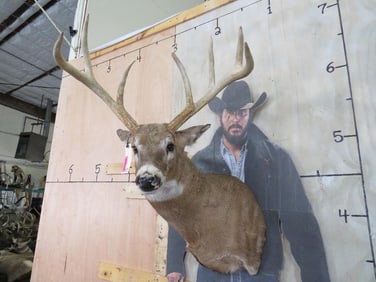 7-Point WHITETAIL DEER Shoulder Mount with a Heavy Rack