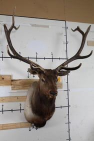 Rocky Mountain ELK Shoulder Mount with a 51.25" Spread
