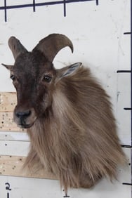 TAHR Shoulder Mount