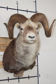 XXL STONE SHEEP Shoulder Mount