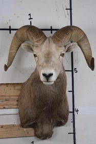 Rocky Mountain BIGHORN SHEEP RAM Shoulder Mount