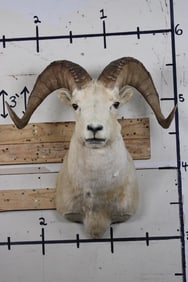 Big DALL SHEEP RAM Shoulder Mount