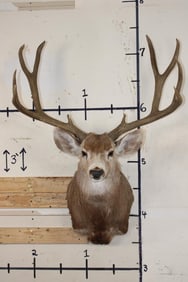 XL 10-Point MULE DEER Shoulder Mount