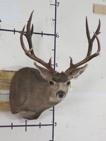 11-Point MULE DEER Shoulder Mount with a Huge Rack
