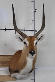 KAFUE LECHWE Shoulder Mount