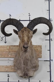 East Caucasian TUR Shoulder Mount