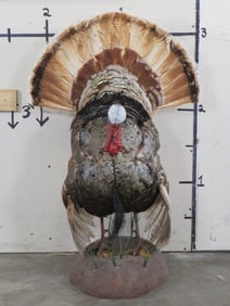 *Rare* Life-sized Strutting Piebald TURKEY