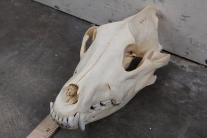 Very Nice Arctic Wolf Skull