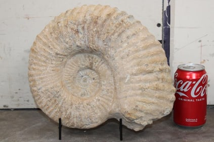 Big 14 lb AMMONITE Fossil from Madagascar with a Display Stand