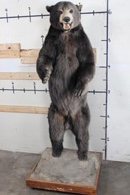 XXL Life-sized Standing BLACK BEAR on a Wooden Base with Wheels