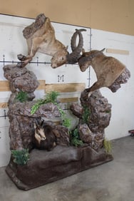 2 Fighting WESTERN CAUCASIAN Half Body TURS and a Half Body CHAMOIS on a Simulated Rock Base