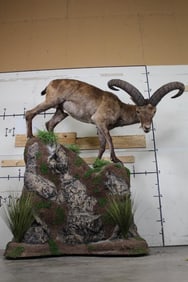 Big EASTERN CAUCASIAN TUR on a Simulated Rock Base with Wheels