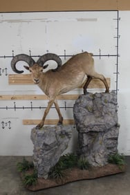 Life-sized EAST CAUCASIAN TUR on a Simulated Rock Base