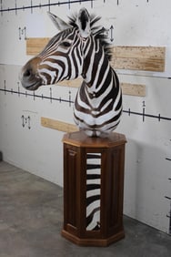 ZEBRA Mounted on an Octagon Shaped Wood and Zebra Hide Pedestal