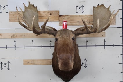 MOOSE Shoulder Mount