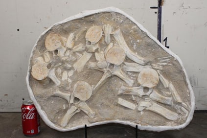 XXL 24 lb MOSASAUR Vertebrae and Bones in Original Rock Fossil Matrix