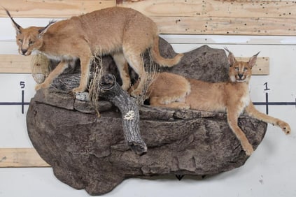2 Life-sized CARACAL CATS on a Simulated Rock Wall Hanging Base