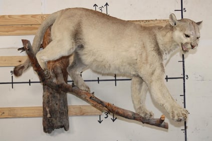 Life-sized MOUNTAIN LION/COUGAR on a Real Tree Branch Wall Hanger