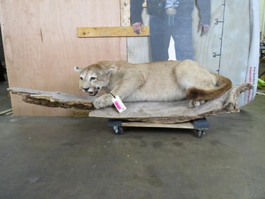 Life-sized MOUNTAIN LION/COUGAR Mounted on a Real Log