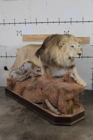 *TEXAS RESIDENTS ONLY* Big Life-sized AFRICAN LION with an XL Thick Mane on a Base with Wheels