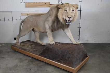 *TEXAS RESIDENTS ONLY* Life-sized AFRICAN LION on a Base with Wheels