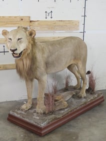 *TEXAS RESIDENTS ONLY* Life-sized AFRICAN LION on a Wooden Base with Wheels