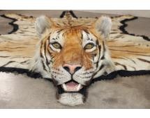 *TEXAS RESIDENTS ONLY* XL TIGER Rug with its Mounted Head and Felt Bottom