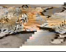 *TEXAS RESIDENTS ONLY* XL TIGER Rug with its Mounted Head and Felt Bottom